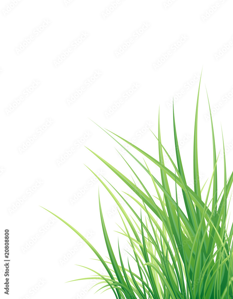 Vertical vector background with the grass Vertical vector background with the grass