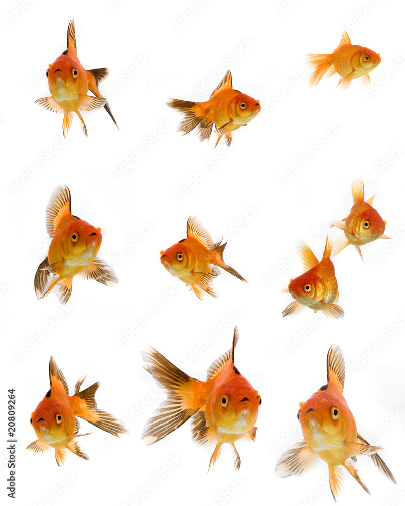 Goldfish set Goldfish set
