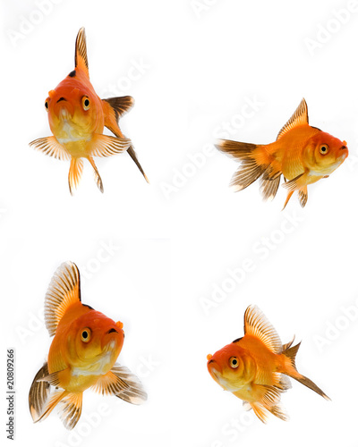 Goldfish set