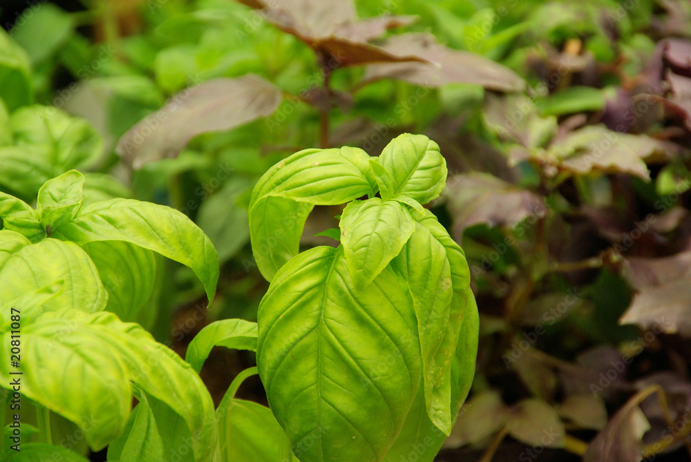 Basilikum - basil 16 Basilikum - basil 16