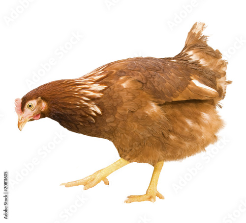 chicken isolated on a white background