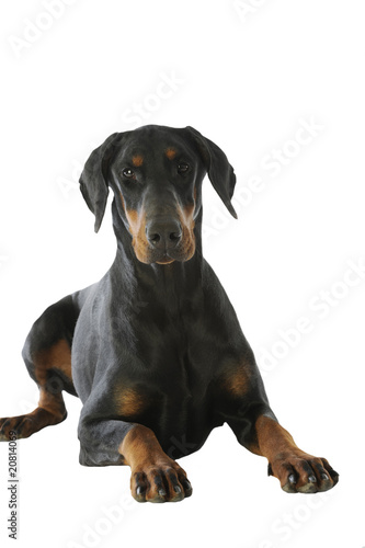 chien dobermann allong   de face