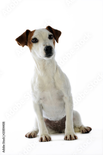 jack russell terrier assis de face en studio sur fond blanc © CallallooAlexis