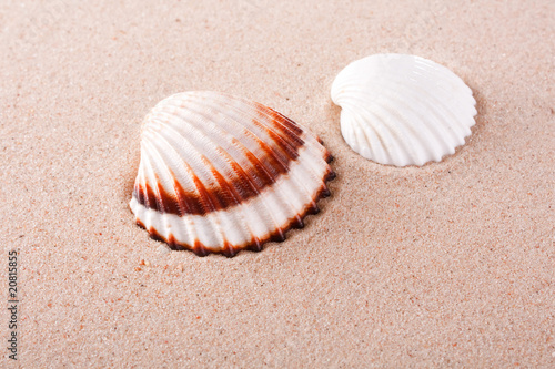 shells on sand.