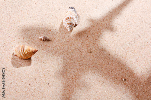 Fotografie shells on sand.
