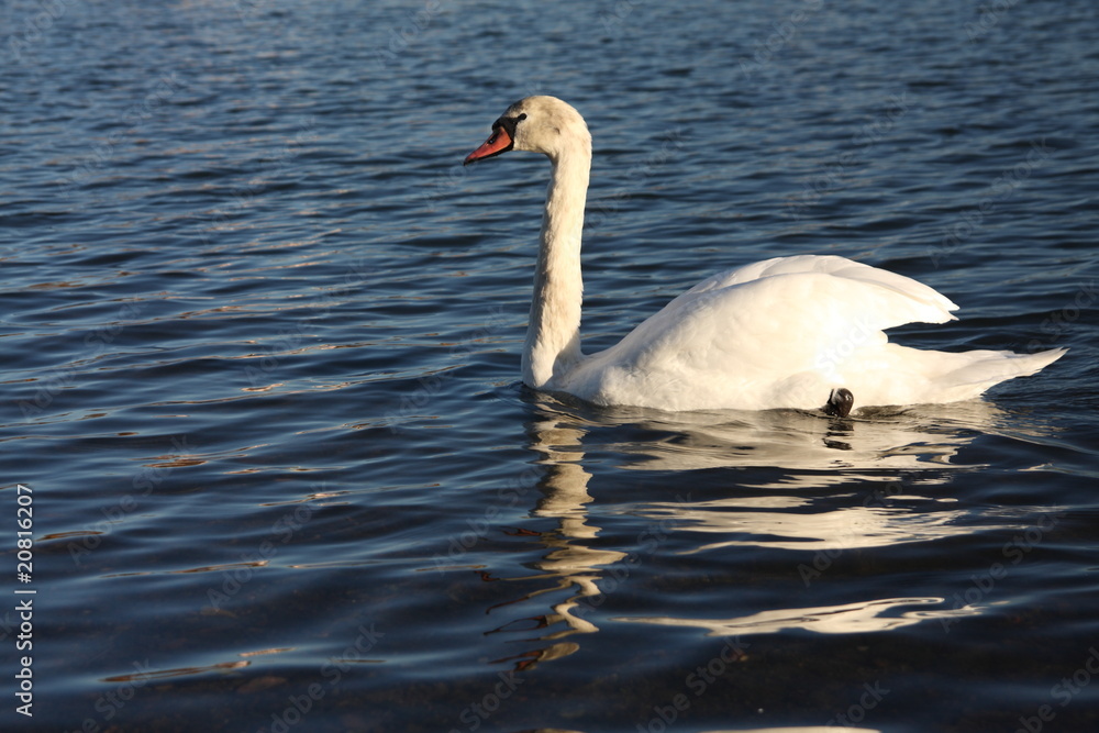 Fototapeta premium White swan