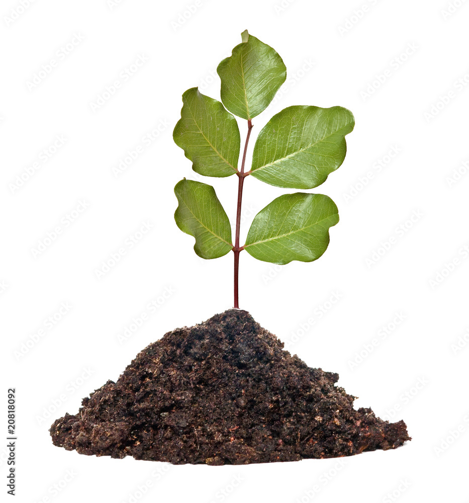 Tree shoot in soil isolated white on background Tree shoot in soil isolated white on background