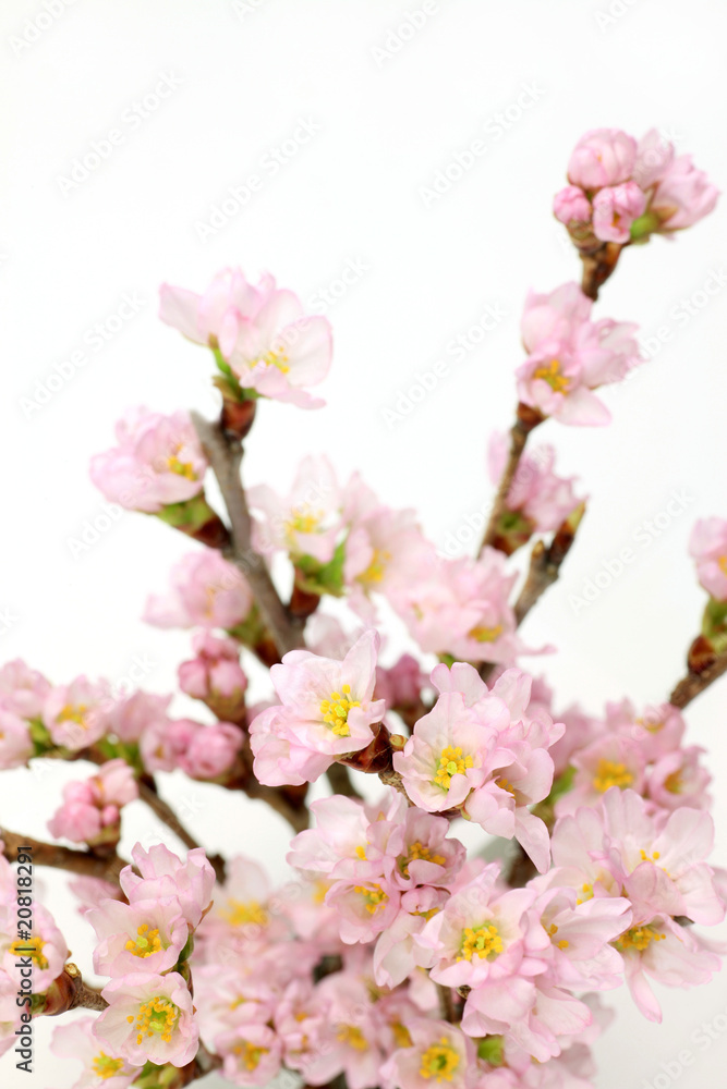 Obraz premium cherry blossoms