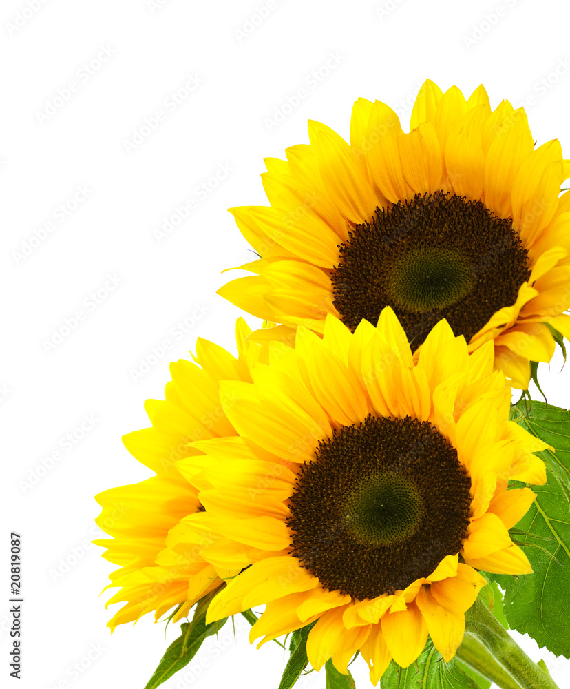 Naklejka premium sunflower background image isolated on white