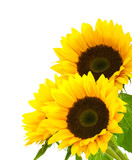 sunflower background image isolated on white