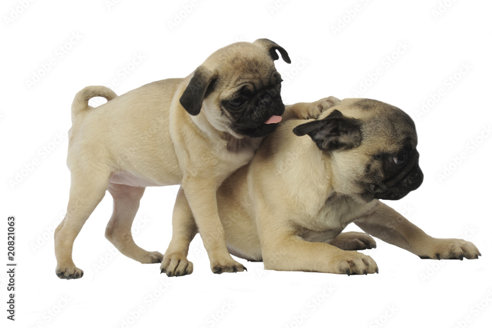 chiot carlin embêtant sa maman un peu fâchée chiot carlin embêtant sa maman un peu fâchée