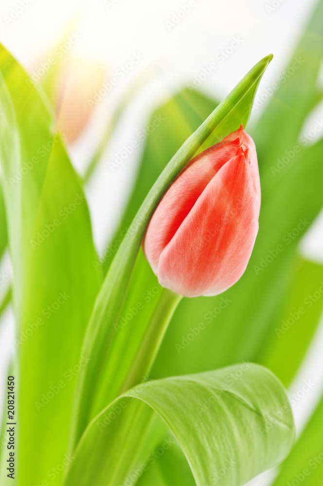 Fototapeta premium tulip