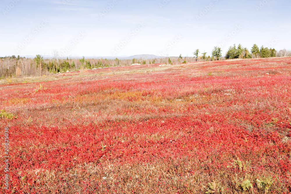 autumnal landscape, Maine, USA