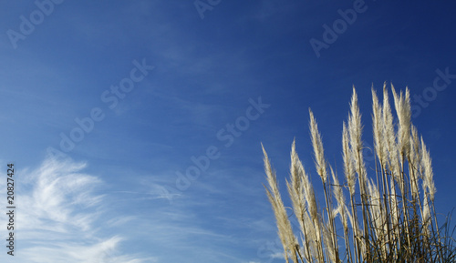 Reeds and blue sky