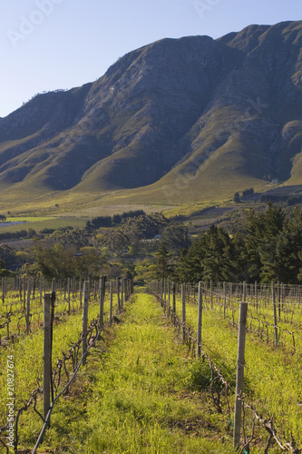 Vineyards on the slopes of the mountain