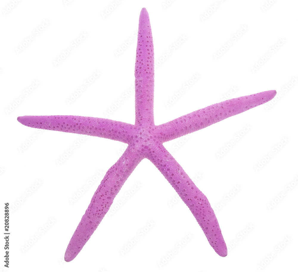 Pink Starfish Pink Starfish