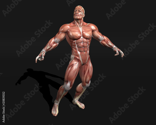 Anatomic model
