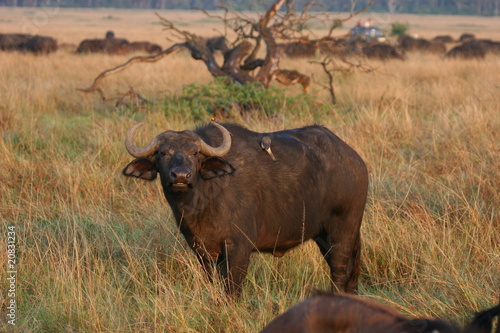 African Buffalo, morning sunlight in National Park