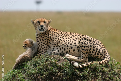 Cheetah with cub resting in the gras with sunlight