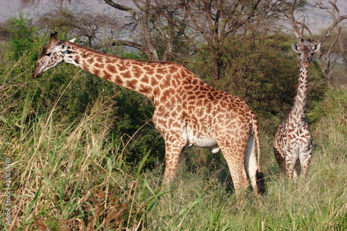 Giraffes in high gras of Serengeti NP