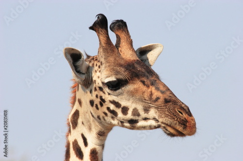 Canvas Print Giraffe close-up head in Serengeti NP