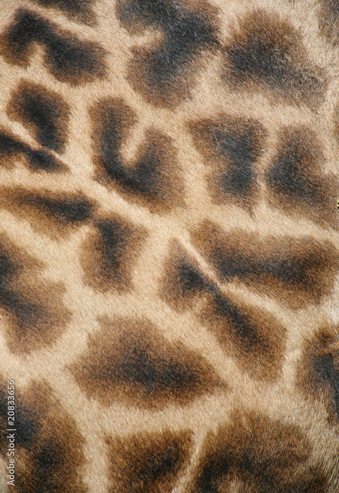 giraffe texture giraffe texture