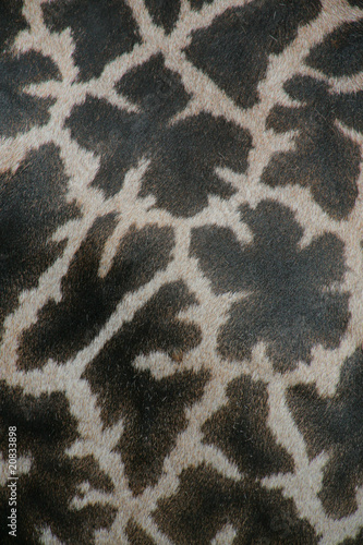 giraffe background