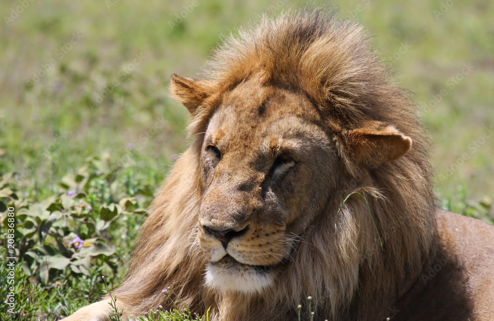 Leone Re della savana Leone Re della savana