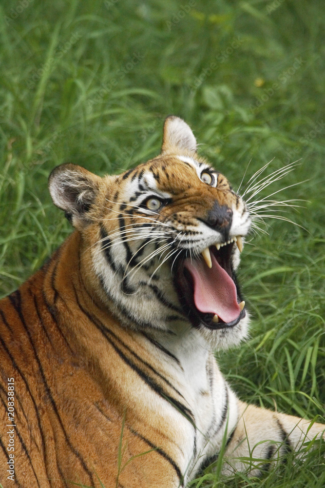 Obraz premium India Disappearing Tigers