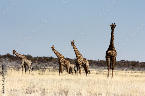 Giraffes in Etosha Park  Namibia