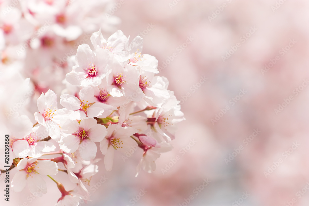 Fototapeta premium cherry blossom