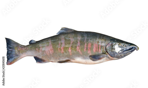 Male of salmon 2