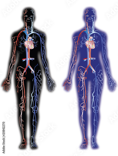 Circulatory system vector