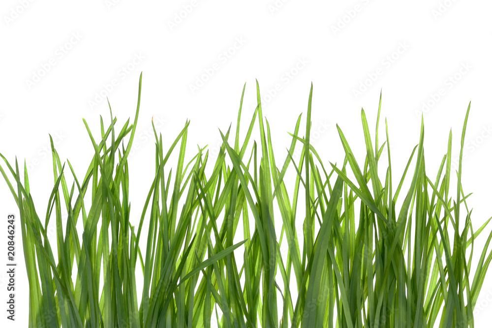 Obraz premium Grass