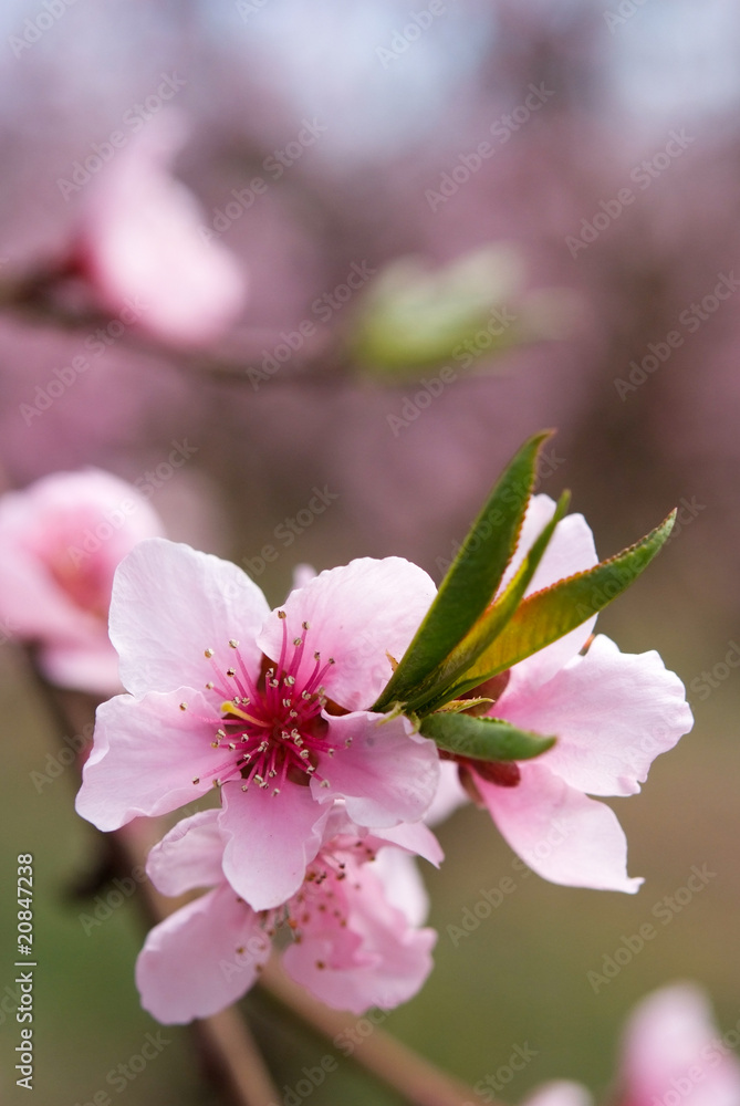 Fototapeta premium fleurs printannières de pêchers