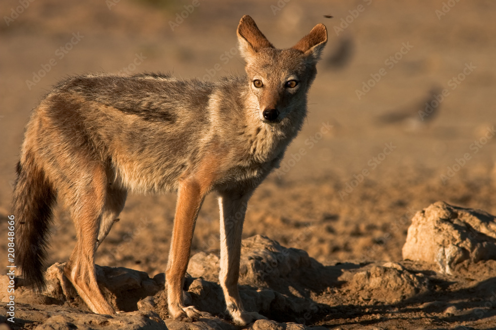 Black-Backed Jackal Black-Backed Jackal