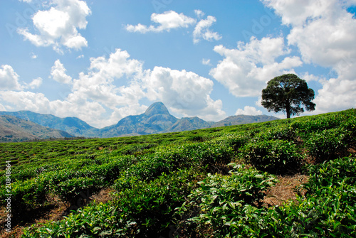 Tea plantation photo