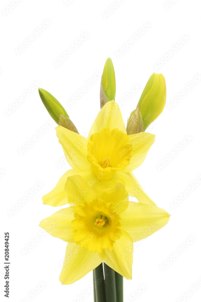 Daffodil flowers and buds Daffodil flowers and buds