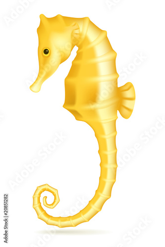 Seahorse