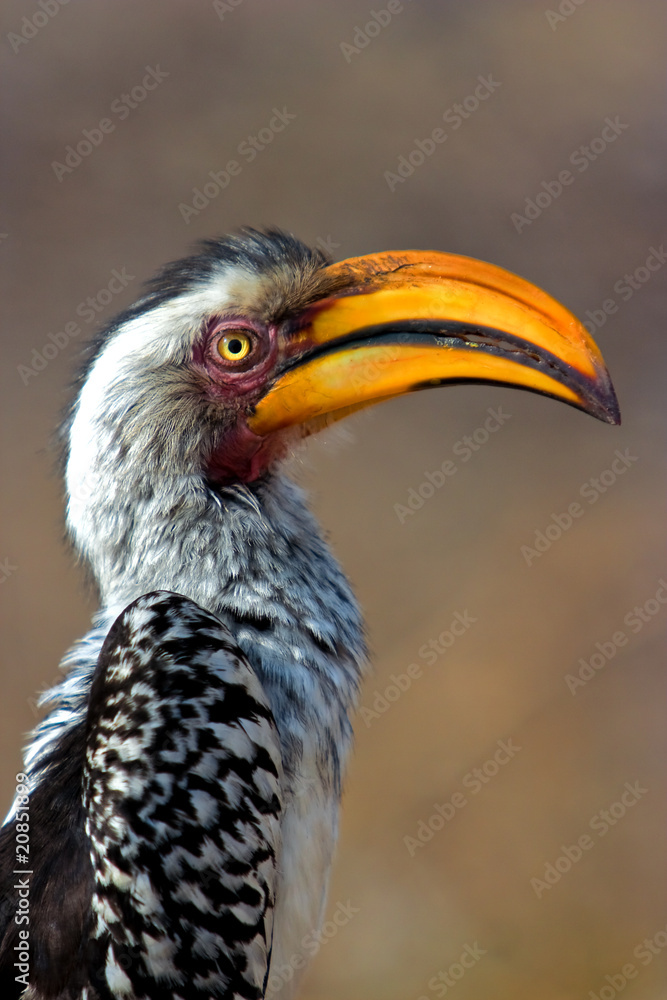 Yellow billed hornbill