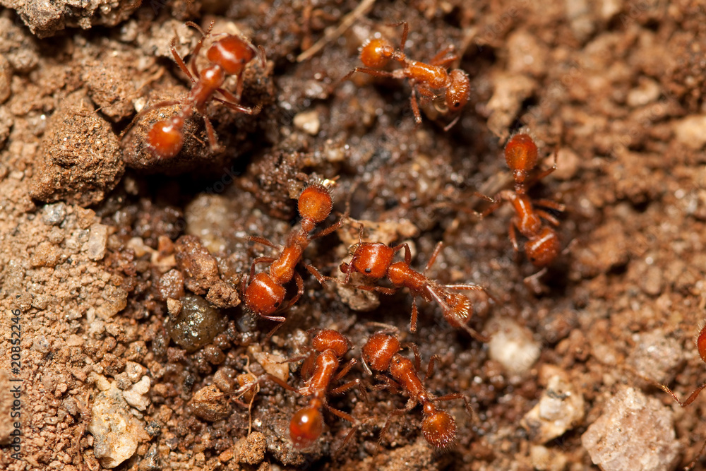 red ant red ant