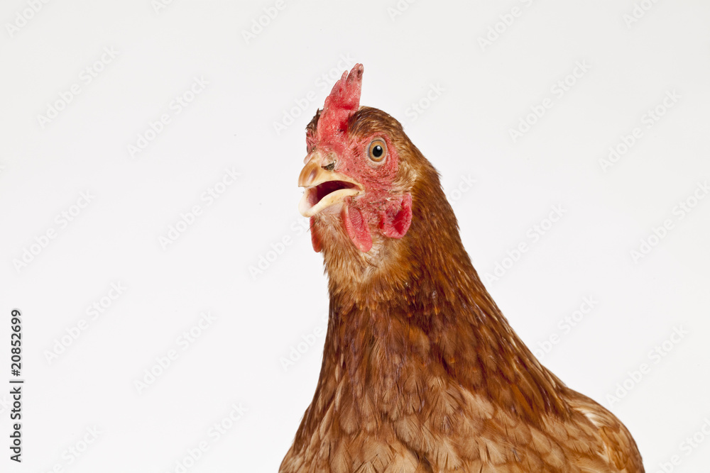 Fototapeta premium Hen with open beak