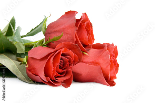 Three beautiful roses.