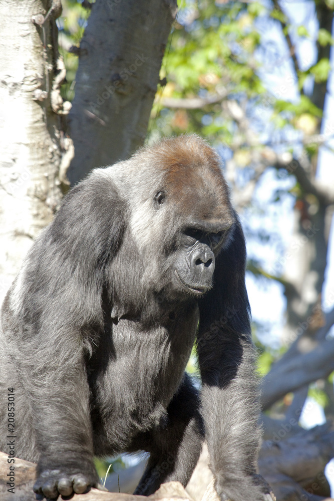 Fototapeta premium Beautiful Gorilla