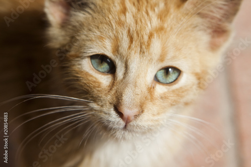 red playful kitten