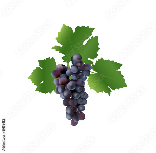 grape vector illustration