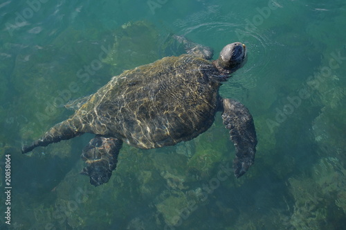 Meeresschildkröte auf Galapagos photo
