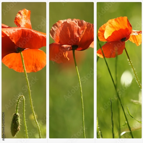 illustration fleurs de coquelicot au printemps photo