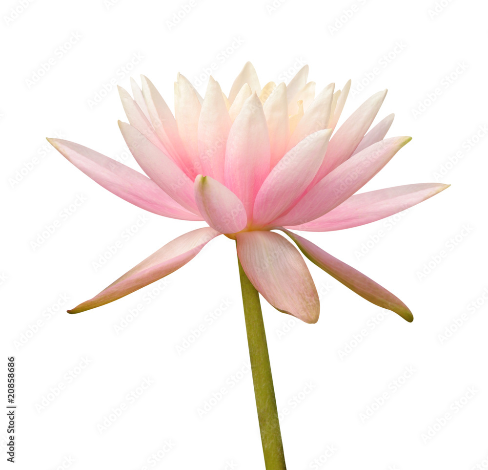 Water Lily on white