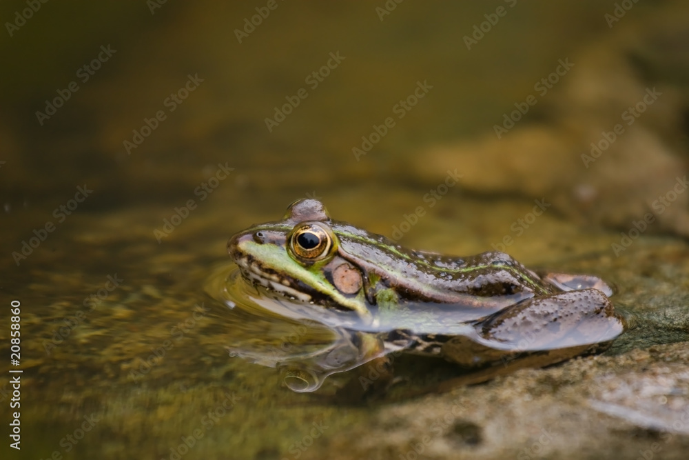 Obraz premium Green frog